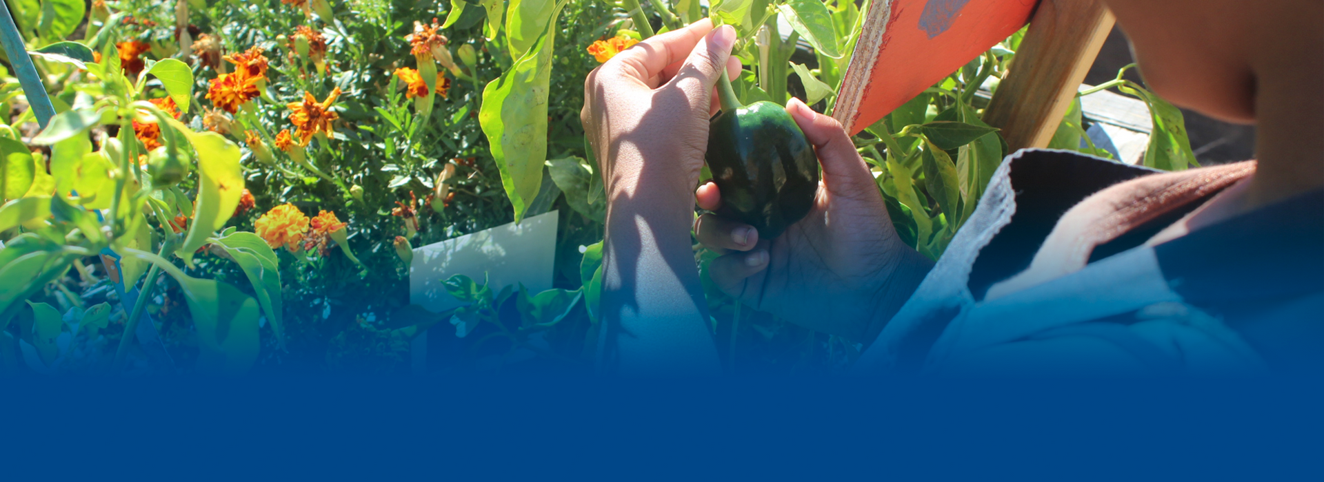 A person is holding a green object in their hands in a garden.