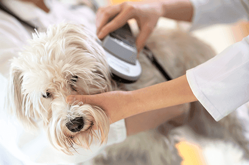 Dog Grooming Western Sydney Dog Grooming Western Sydney