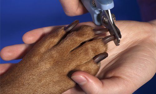 Dog Groomers Sydney Dog Groomers Sydney