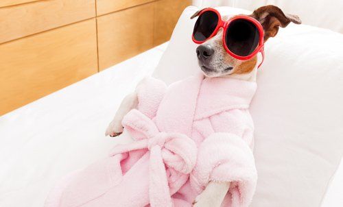 Pet Grooming Penrith Pet Grooming Penrith