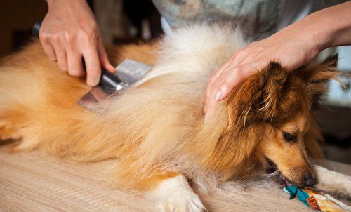 Dog Grooming Salon Dog Grooming Salon