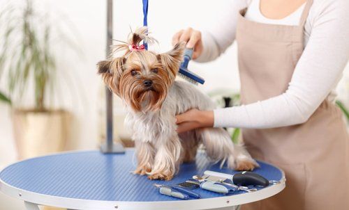 Dog Grooming Penrith Dog Grooming Penrith