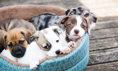 Pet Grooming Penrith Pet Grooming Penrith