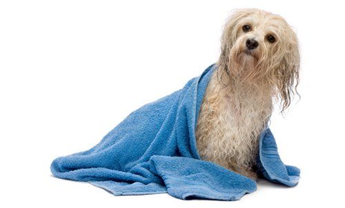 Dog Wash Penrith Dog Wash Penrith