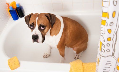 Dog about to get washed