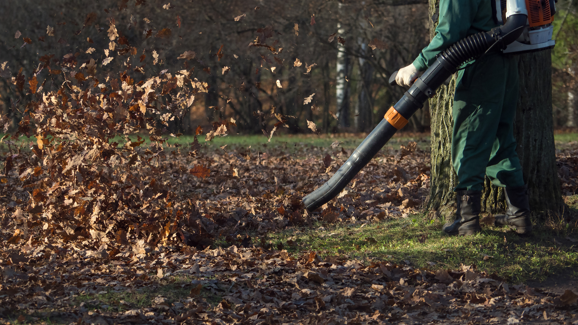 A person is blowing leaves in a park with a leaf blower.