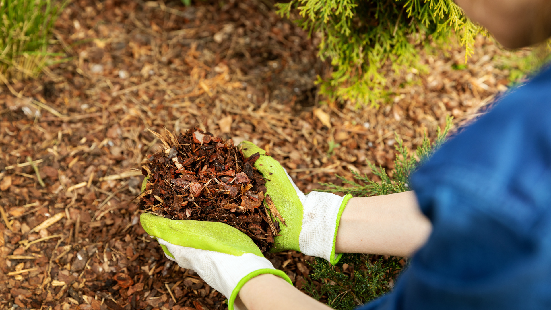 A person is holding a pile of mulch in their hands.