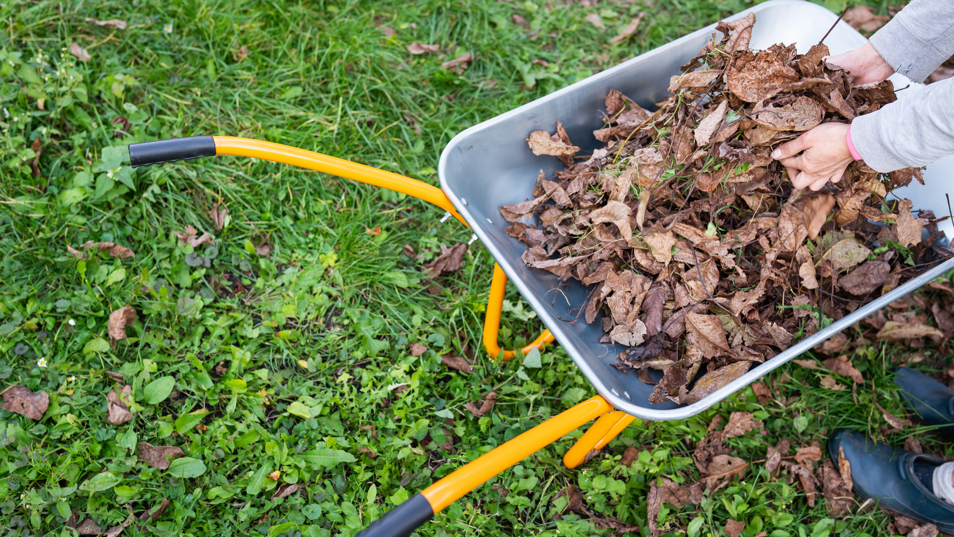 A person is pushing a wheelbarrow full of leaves in the grass.