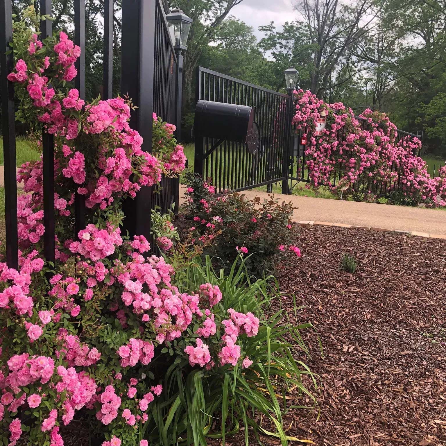 Pink roses climb a black iron gate with an open section, brown mulch pathway.