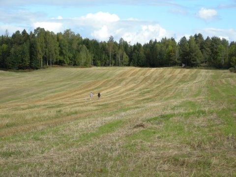 Bølgende høstet åker med folk som går, og en rekke trær under en overskyet himmel.