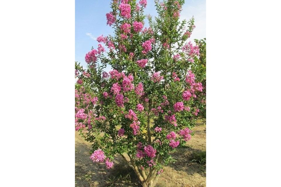 campo di produzione arbusto da fiore