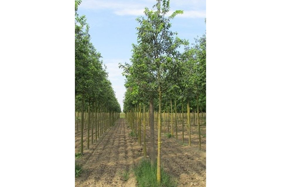 campo di produzione alberi da frutto