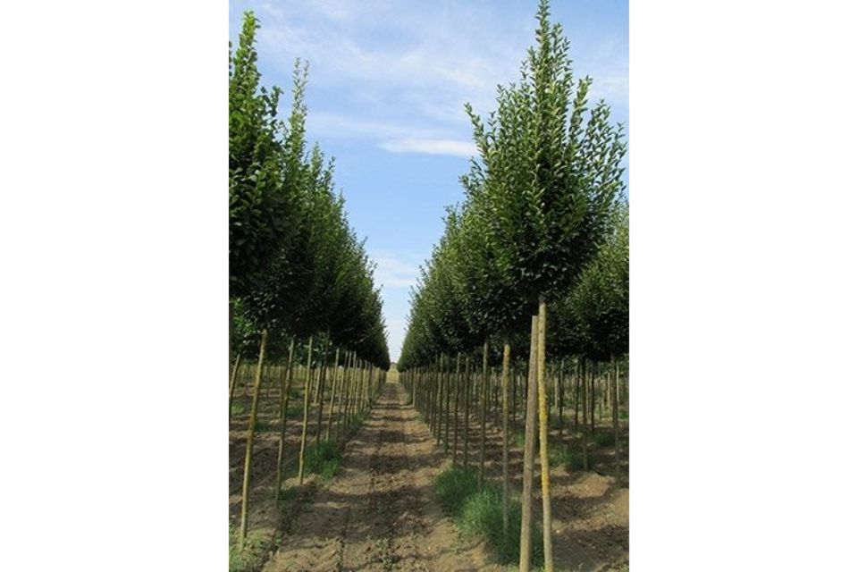 campo di produzione alberi