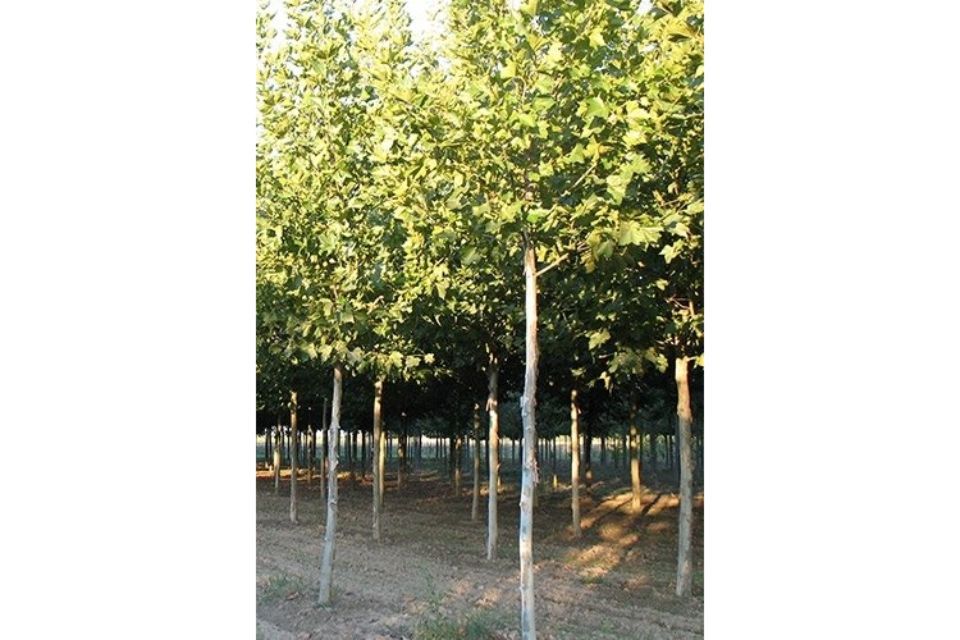 produzione alberi per parchi
