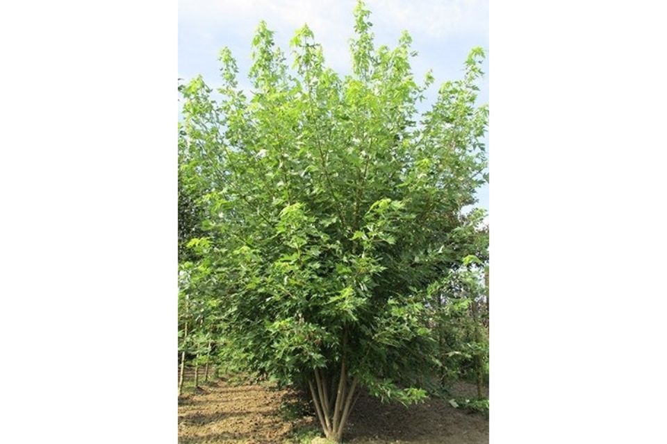 coltivazione arbusto