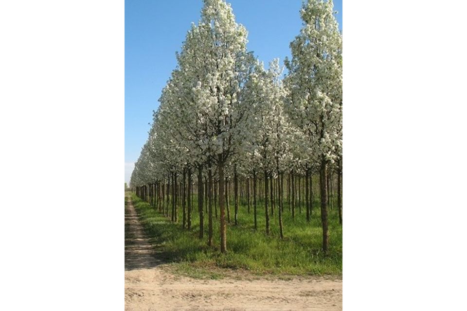 produzione alberi da fiore