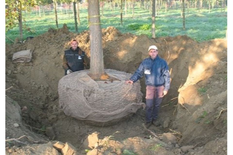 movimentazione albero con radici