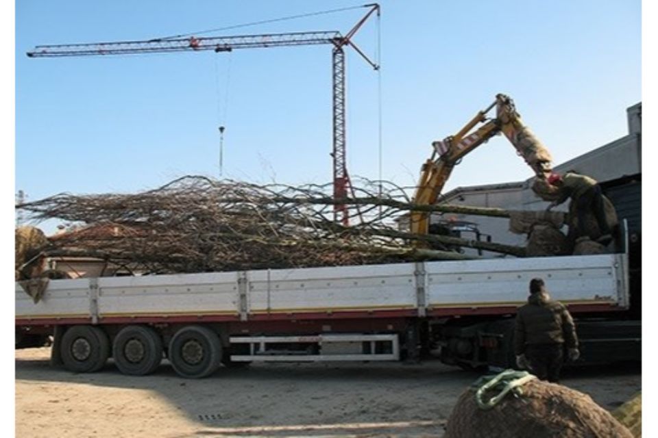 macchinari per movimentazione alberi