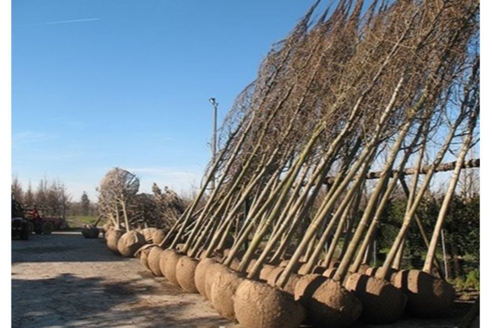 alberi da trapiantare