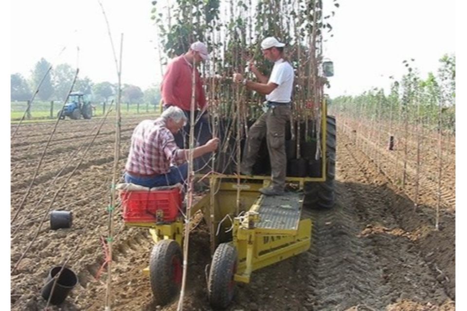 trapianto alberi da frutto