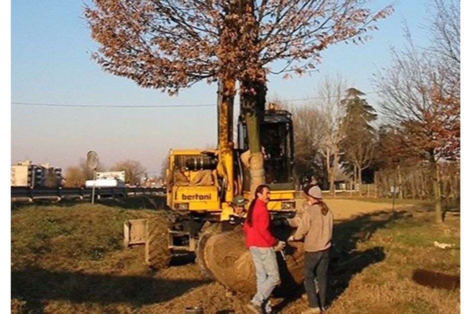 trasporto alberi