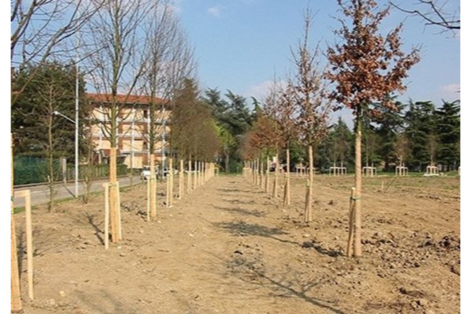 posa di alberi