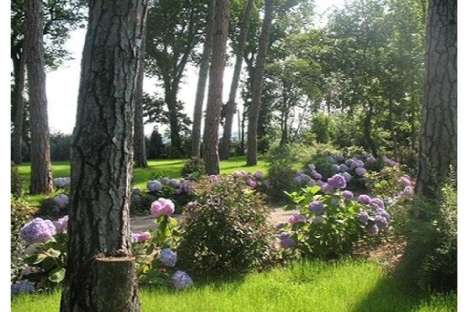ortensie in giardino