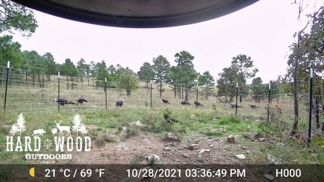 October trail cam- turkeys