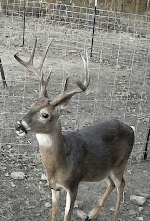 White Tail Deer 3