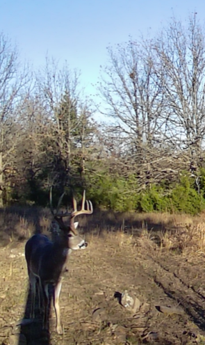 White Tail Deer 5