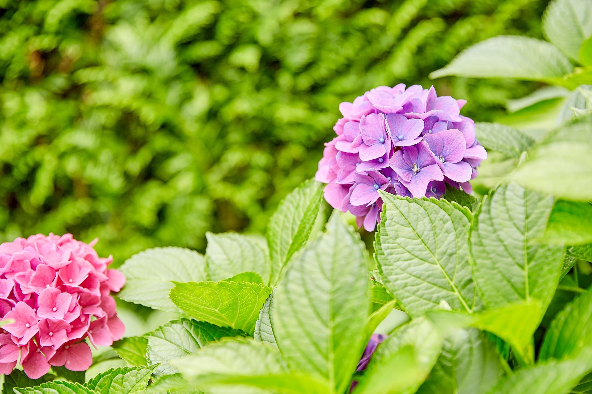 surface plantée