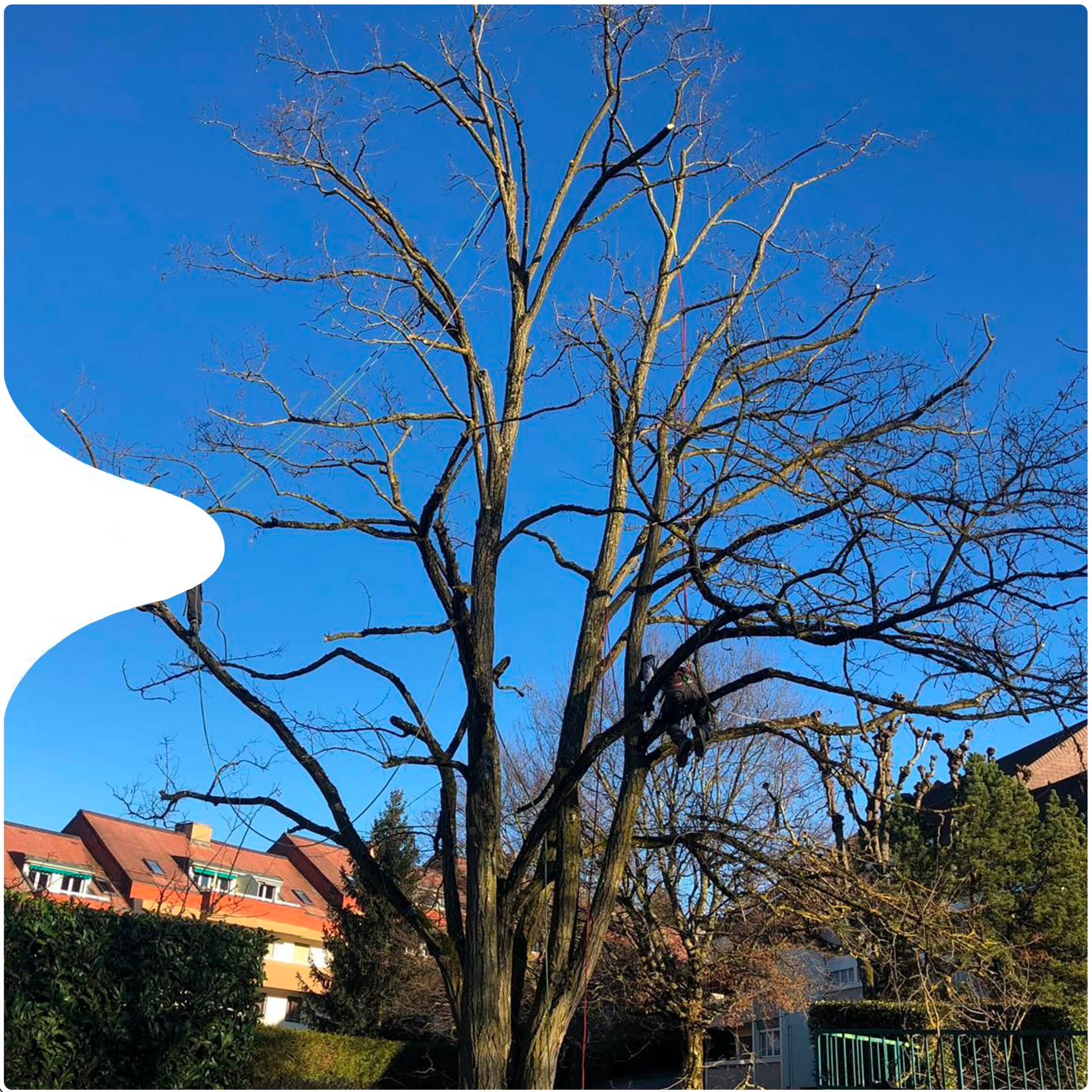 soin aux arbres