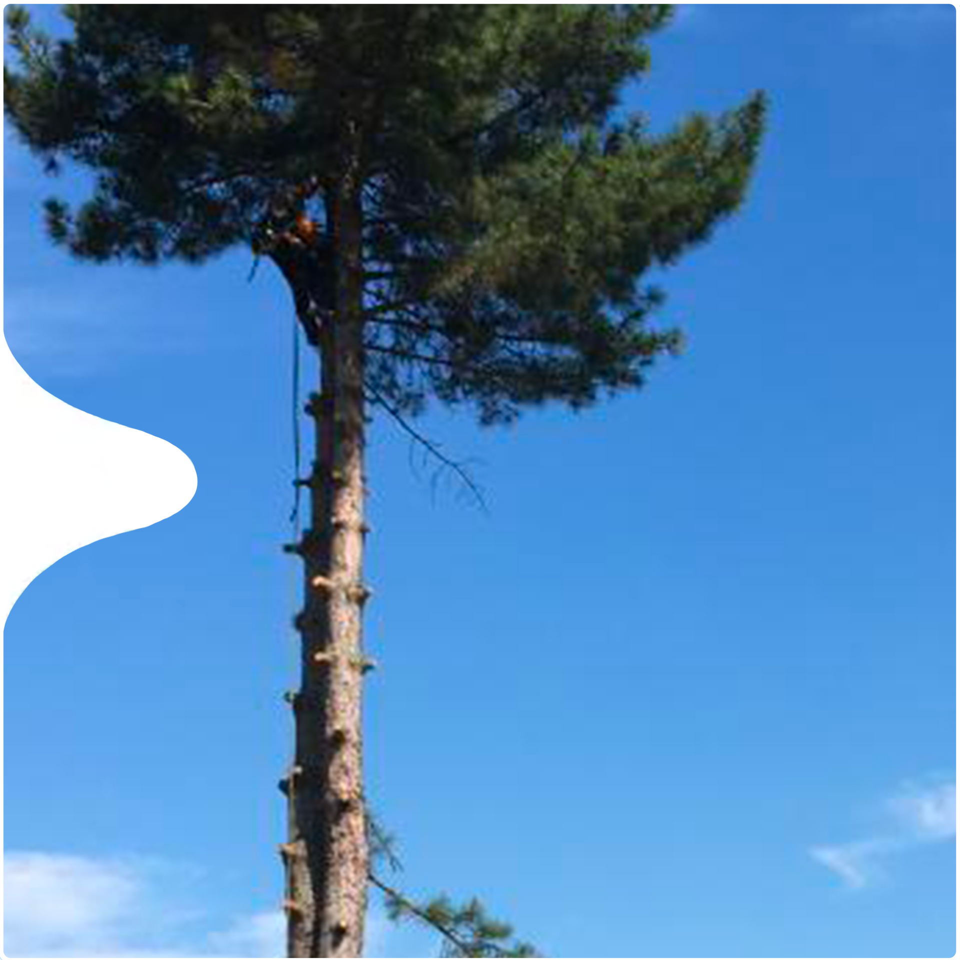  soin aux arbres