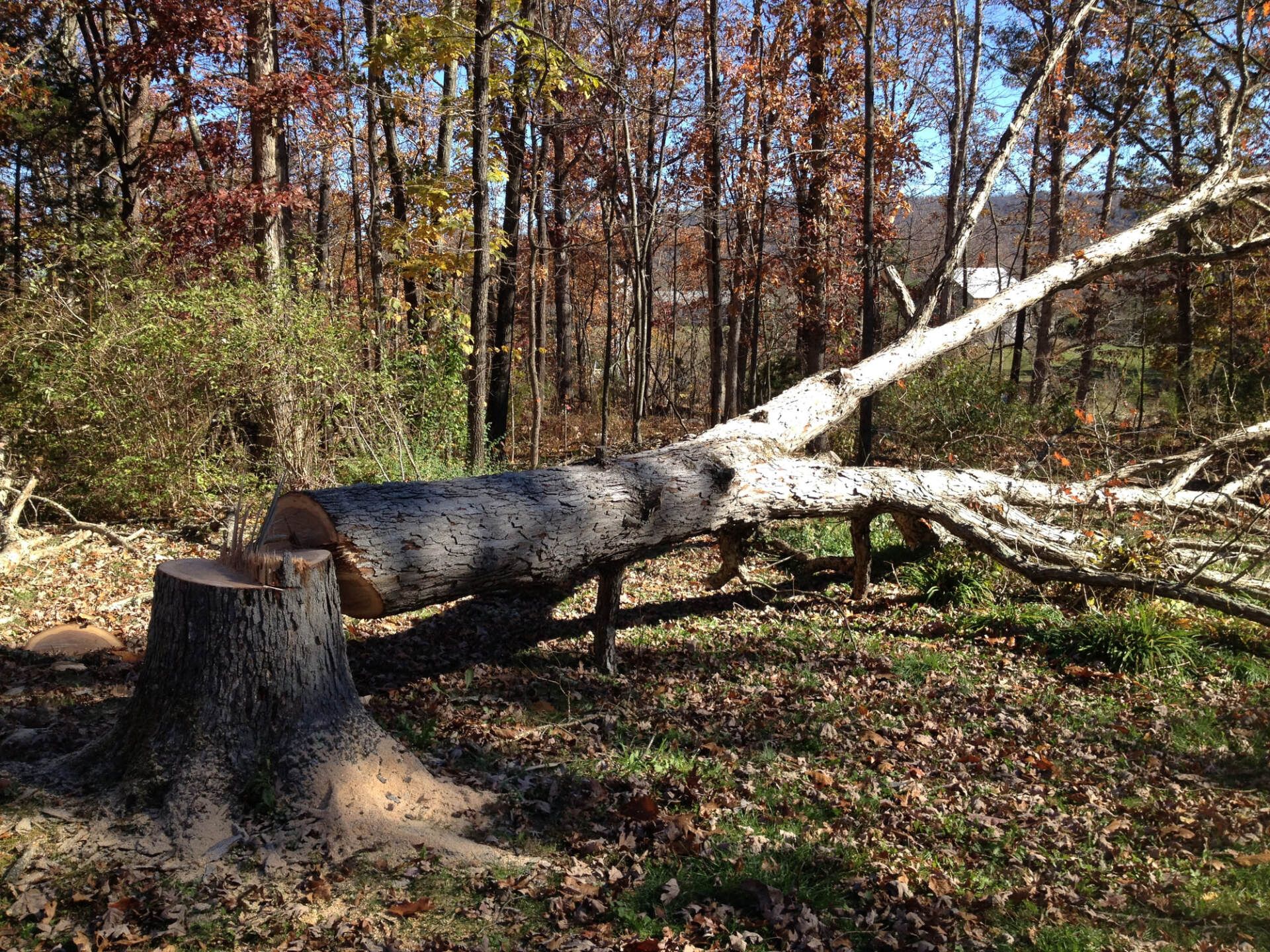 Tree Service | Port Saint Lucie, FL