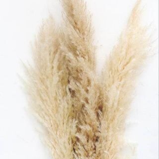 Fluffy, beige pampas grass plumes against a white background.