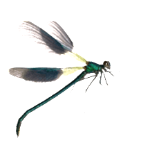 Parallax Organic vineyard logo
