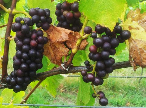 black color grapes hanging from the branch