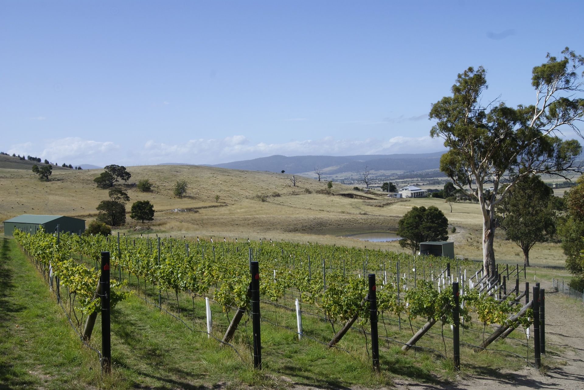 vineyard
