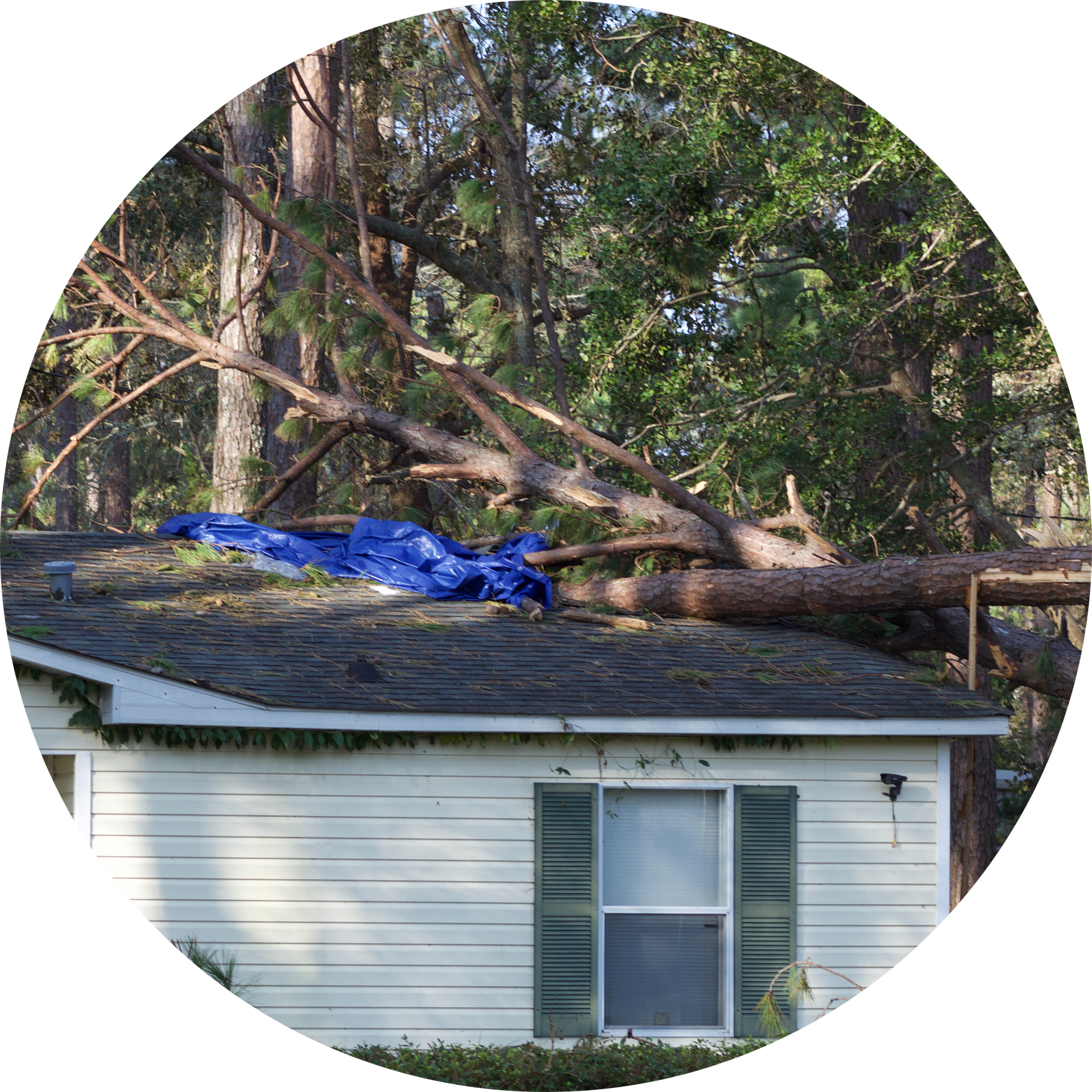 A tree has fallen on the roof of a house