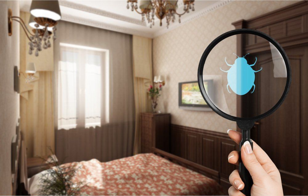 A Person is Looking at a Bug Through a Magnifying Glass in a Bedroom — Territory Pest Control In Winnellie, NT