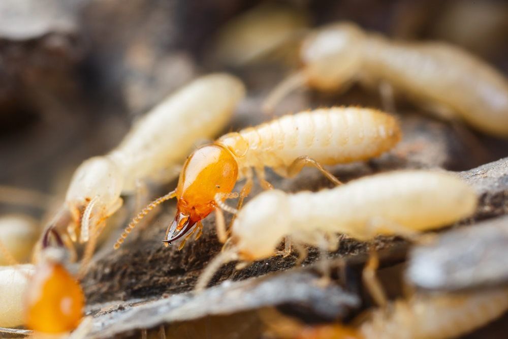 A Group of Termites Are Crawling on a Piece of Wood — Territory Pest Control In Palmerston, NT