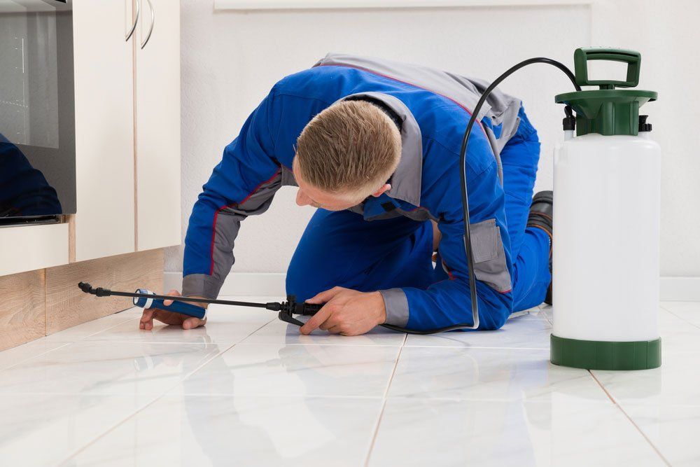 A Man is Kneeling on the Floor Using a Sprayer to Spray a Rat — Territory Pest Control In Palmerston, NT