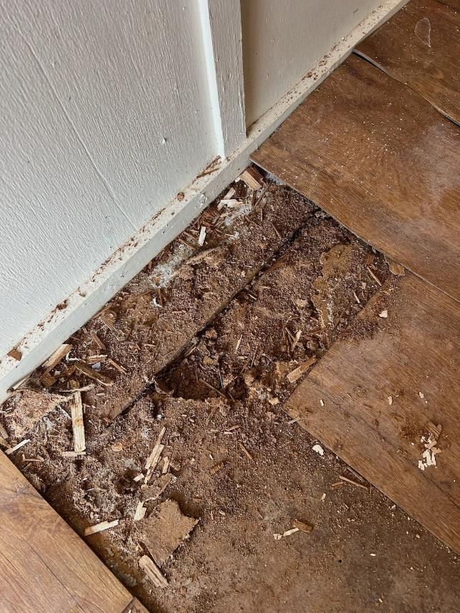 Wooden floors have been pulled up to reveal damage underneath caused by termites.