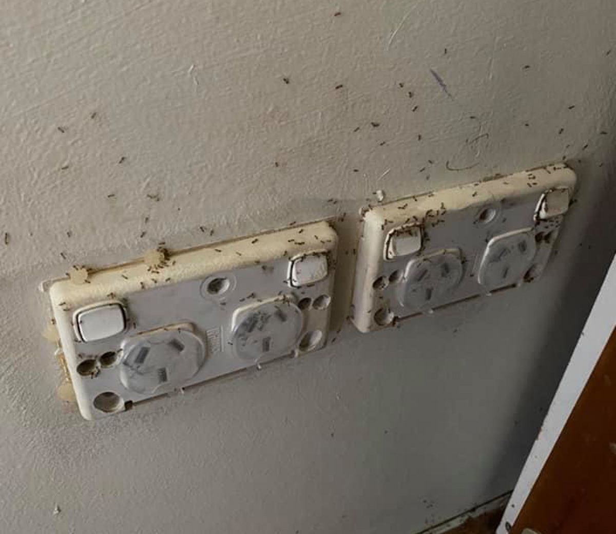 Two Electrical Outlets on a Wall With Ants on Them — Territory Pest Control In Winnellie, NT