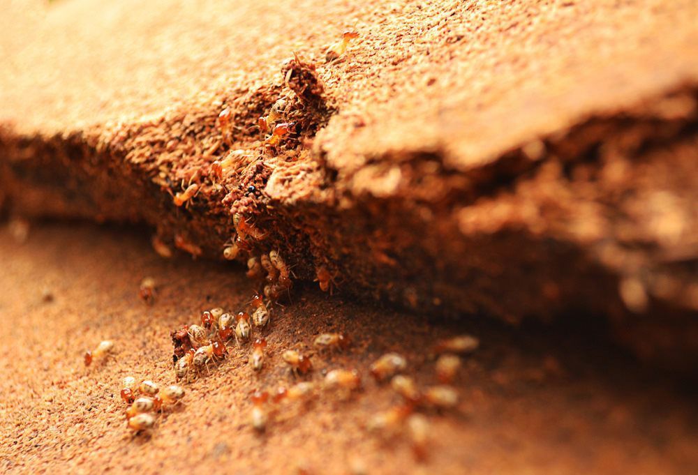 A Group of Termites Are Crawling on a Piece of Wood — Territory Pest Control In Winnellie, NT
