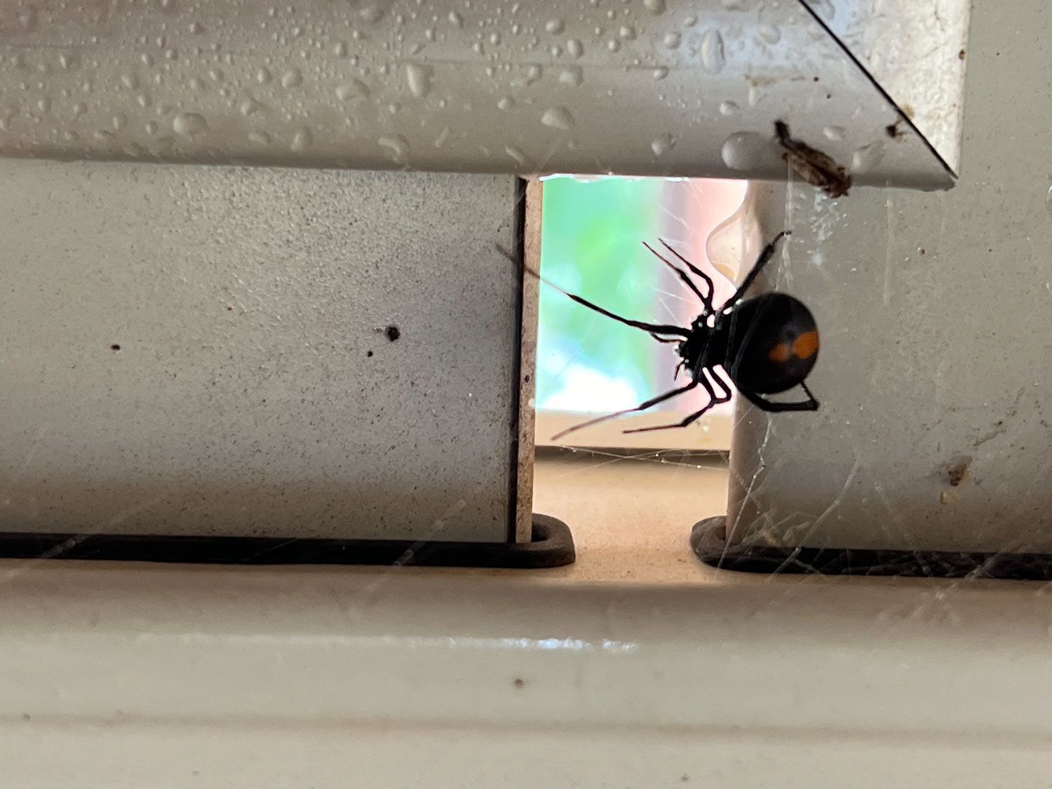 Redback Spider On The Window