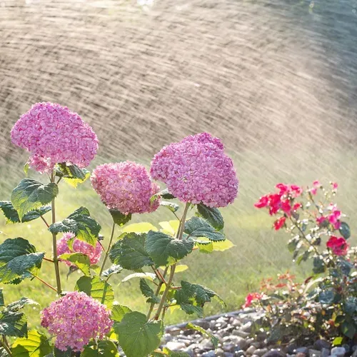 A sprinkler is spraying water on pink flowers in a garden.