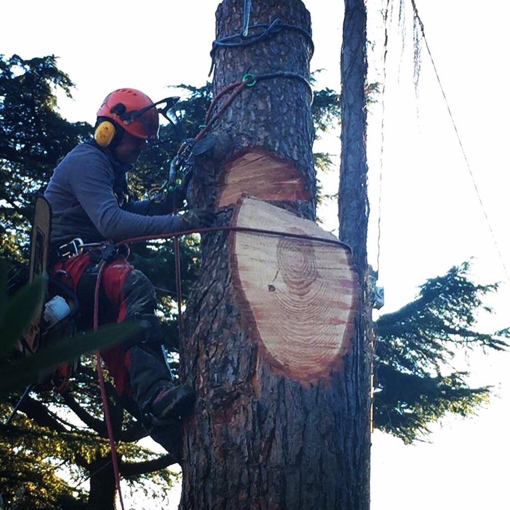 abbattimento albero ad alta quota