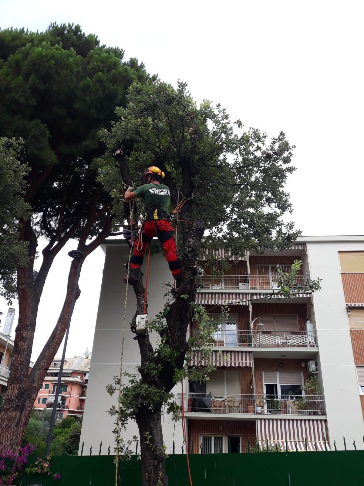 operaio mentre taglia alcuni rami in alta quota