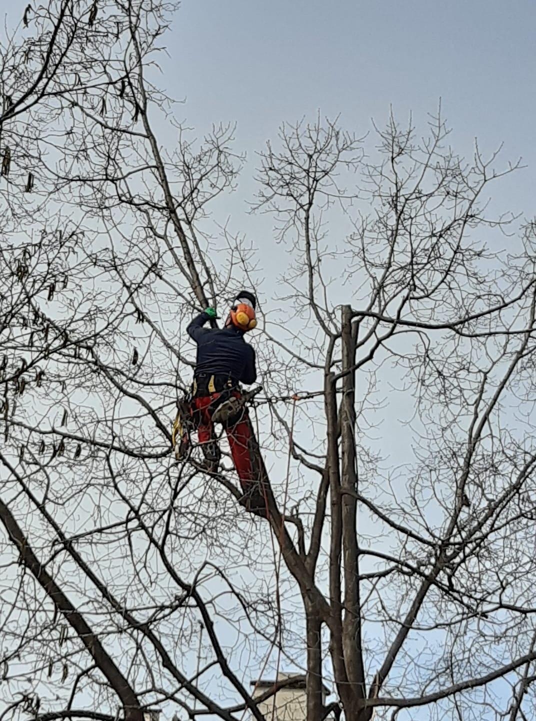 lavoro ad alta quota su un albero
